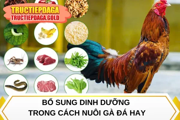 Bổ sung dinh dưỡng trong cách nuôi gà đá hay