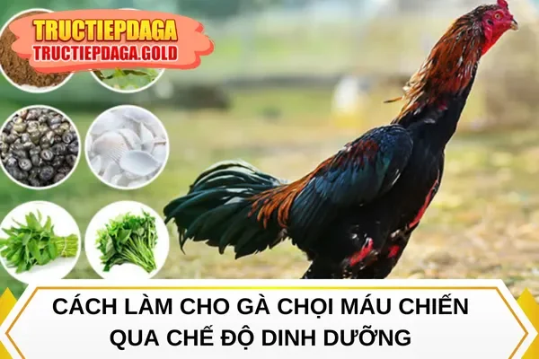 Cách làm cho gà chọi máu chiến qua chế độ dinh dưỡng