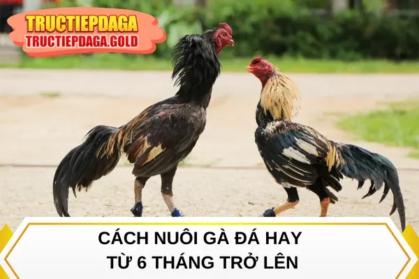 Cách nuôi gà đá hay từ 6 tháng trở lên