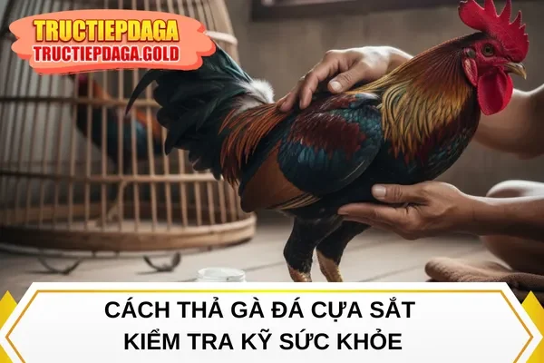 Cách thả gà đá cựa sắt kiểm tra kỹ sức khỏe