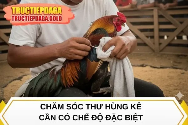Chăm sóc thư hùng kê cần có chế độ đặc biệt