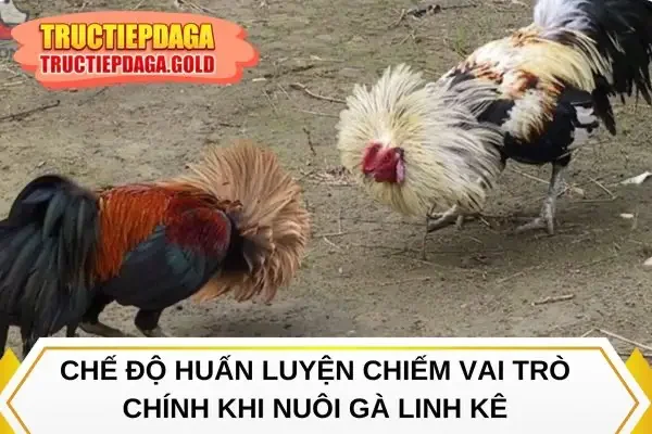 Chế độ huấn luyện chiếm vai trò chính khi nuôi gà linh kê