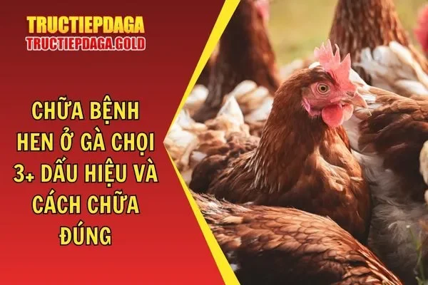 Chữa Bệnh Hen Ở Gà Chọi: 3+ Dấu Hiệu Và Cách Chữa Đúng