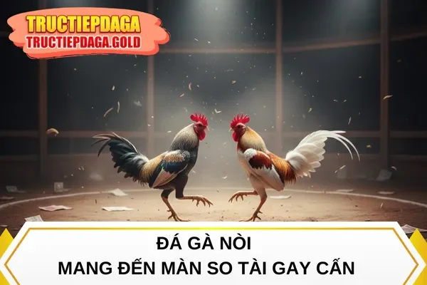 Đá gà nòi mang đến màn so tài gay cấn
