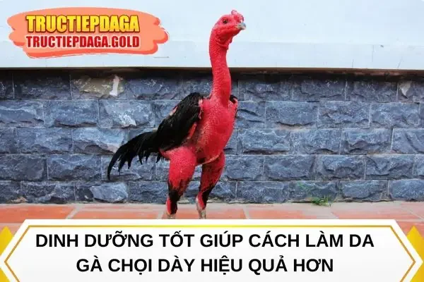 Dinh dưỡng tốt giúp cách làm da gà chọi dày hiệu quả hơn