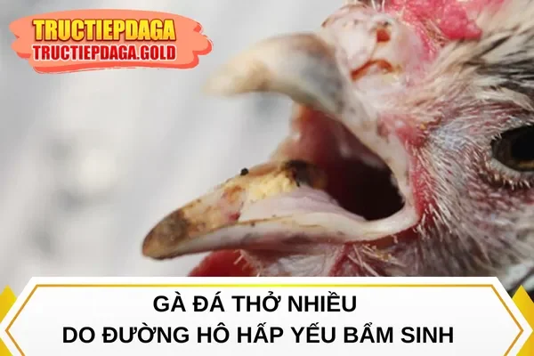 Gà đá thở nhiều do đường hô hấp yếu bẩm sinh