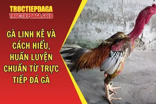 Gà Linh Kê Và Cách Hiểu, Huấn Luyện Chuẩn Từ Trực Tiếp Đá Gà