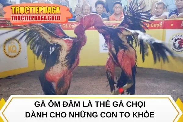 Gà ôm đấm là thế gà chọi dành cho những con to khỏe