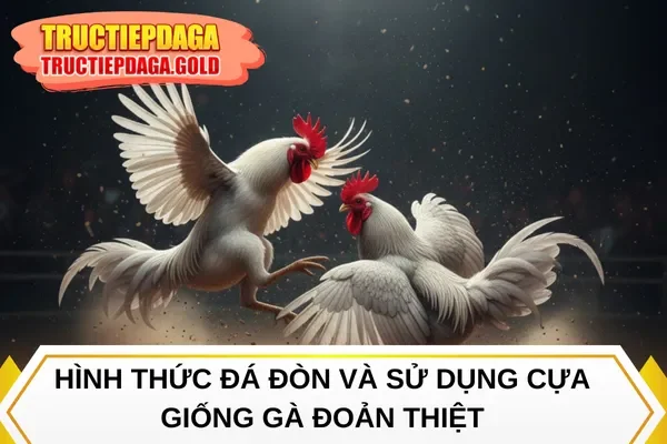 Hình thức đá đòn và sử dụng cựa giống gà đoản thiệt