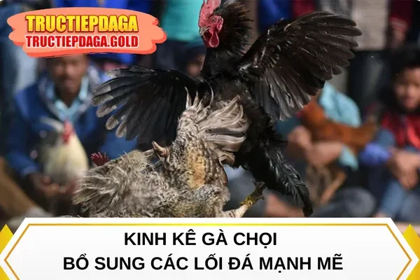 Kinh kê gà chọi bổ sung các lối đá mạnh mẽ