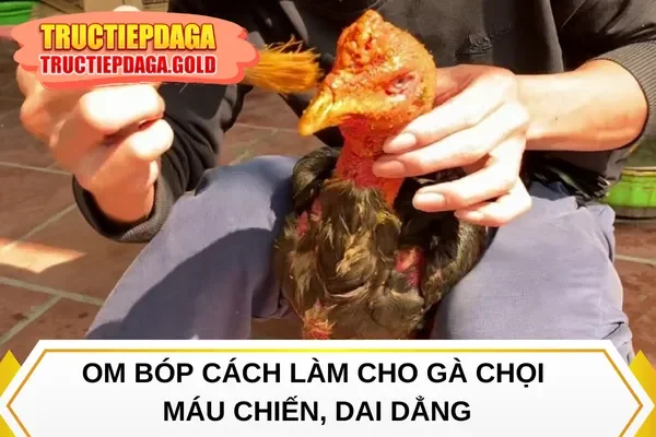 Om bóp cách làm cho gà chọi máu chiến, dai dẳng